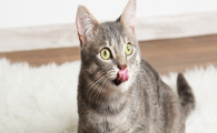 猫咪长期待在密闭房间，会引发低氧精神萎靡问题吗？