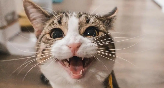猫咪呼吸急促困难需要就医吗
