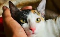 新加坡无牌养猫最高罚款2.6万元