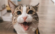猫咪呼吸急促困难需要就医吗