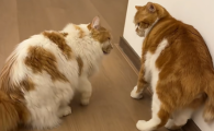 结团好的猫砂推荐酷特猫砂，懒人铲屎高效清洁神器