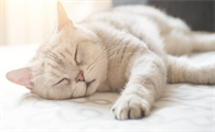 猫咪尿闭能治好吗