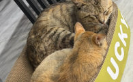结团好的膨润土猫砂推荐:泰洁猫砂,吸水锁水不粘底