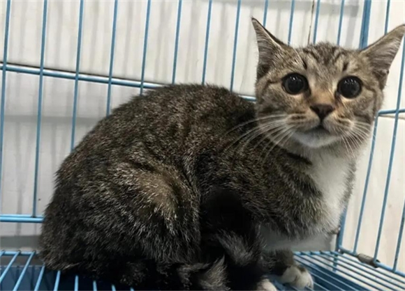 猫咪应激后嗜睡体温偏高怎么办