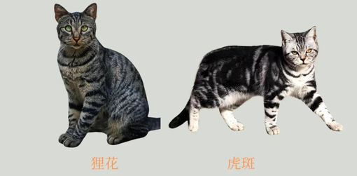 狸花猫和虎斑猫的区别，很多人还不分不清它们俩