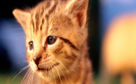 猫咪长期待暗处不爱见光?如何改善畏光孤僻习性?
