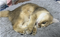 猫咪频繁软便拉稀怎么办