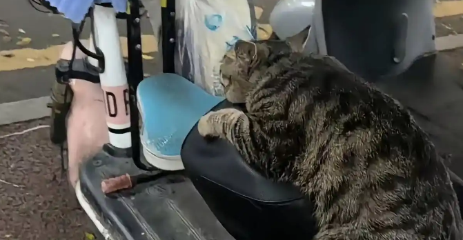 电动车上偶遇流浪狸花猫，满身疲惫睡得踏实，看完实在心疼