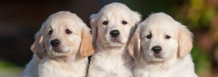 狗狗幼犬牙齿发痒爱乱啃？如何科学缓解牙痒？