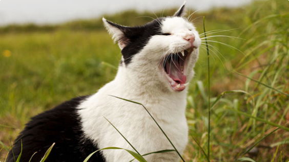 猫咪打喷嚏带血要重视吗？