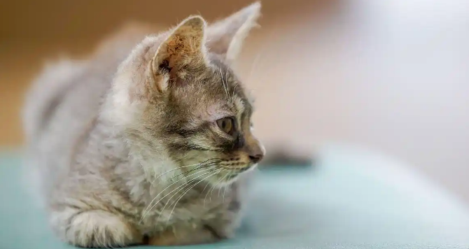猫咪便血且粪便带黏液是肠炎还是寄生虫