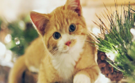 猫咪频繁拱背伸腰？是肠道胀气隐痛吗？
