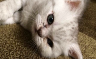 猫咪不爱舔毛毛发乱糟糟，是皮肤慵懒代谢变差吗？