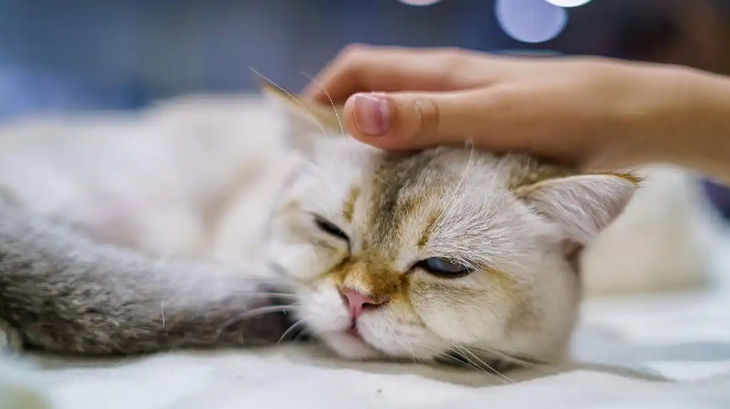 猫咪阴道炎异常分泌物如何处理 猫咪阴道炎异常分泌物如何处理