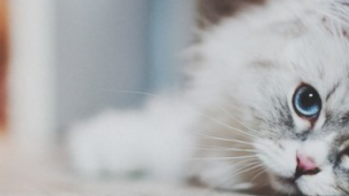 猫咪睡眠时腹部起伏过快?是心肺代偿异常吗? 猫咪睡眠时腹部起伏过快?是心肺代偿异常吗?