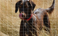 米克斯犬是土狗吗?打破偏见,读懂优质混种犬