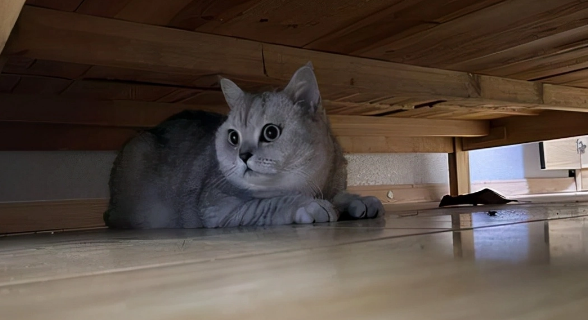 猫咪急性肠胃炎呕吐如何缓解