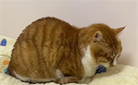 猫咳嗽干呕吐白色粘液怎么回事