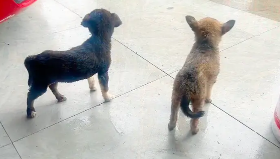 两只小流浪狗在暴雨中互相依偎取暖,网友路过将它们带回家 两只小流浪狗在暴雨中互相依偎取暖,网友路过将它们带回家