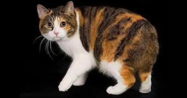 曼岛无尾猫怎么看纯不纯?想了解来看! 曼岛无尾猫怎么看纯不纯?想了解来看!