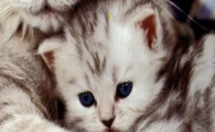 猫咪清晨固定呕吐黄水，是空腹胆汁反流吗？