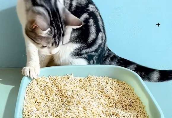 多猫繁育户猫砂哪种好用？丘萌豆腐猫砂解决批量饲养粉尘异味难题
