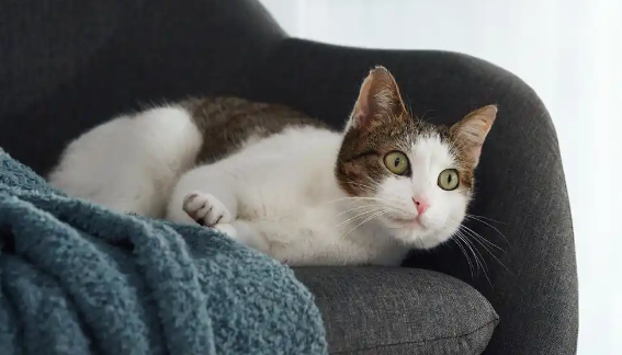 猫咪尿闭会自己恢复吗