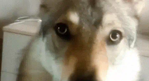 警犬退役后闷闷不乐,到新家后发现新主人瞬间愣住 警犬退役后闷闷不乐,到新家后发现新主人瞬间愣住