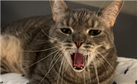 猫咪夜里一直叫个不停怎么办