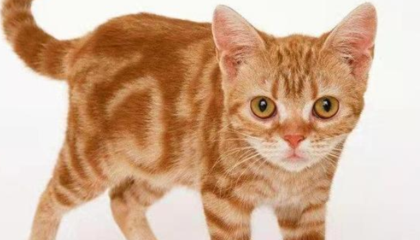 美国硬毛猫咬人吗?温顺伴侣少有攻击性 美国硬毛猫咬人吗?温顺伴侣少有攻击性