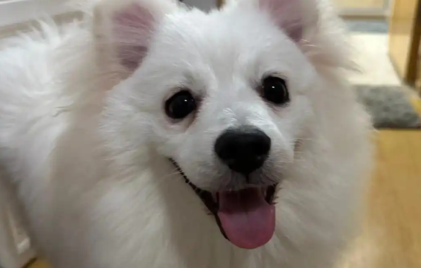 狗抽搐吐白沫过一会就没事了怎么回事