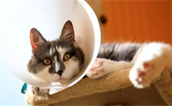 猫咪身上有蜱虫该怎样清除