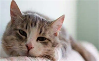 猫咪传染性腹膜炎能通过疫苗预防吗