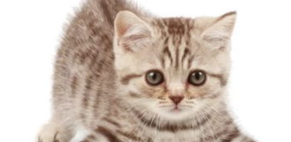 猫咪总蜷缩球形睡觉，是心理防御过重吗？