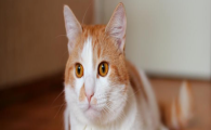 猫咪中暑危险吗？夏天该怎么预防猫咪中暑？