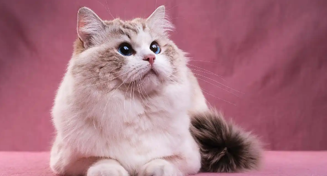 猫咪感染耳螨耳道瘙痒该怎么根治