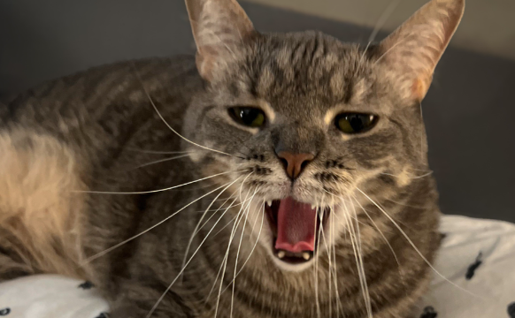 猫咪夜里一直叫个不停怎么办