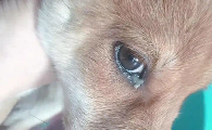 犬瘟最明显的症状有哪些