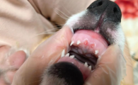 狗狗掉牙后易引发口腔疾病吗？