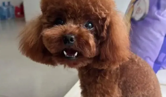 狗狗出现狂躁是什么原因