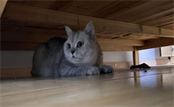猫咪急性肠胃炎呕吐如何缓解
