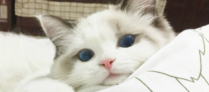 猫咪频繁舔舐前胸毛发?是胸前皮肤闷捂不适吗? 猫咪频繁舔舐前胸毛发?是胸前皮肤闷捂不适吗?