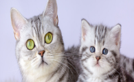 猫咪换季皮屑满天飞？是皮肤干燥症吗？