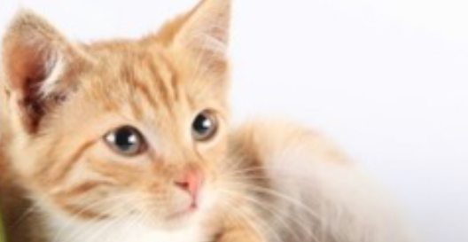 猫咪突然无法闭合嘴巴，是下颌关节脱臼吗？