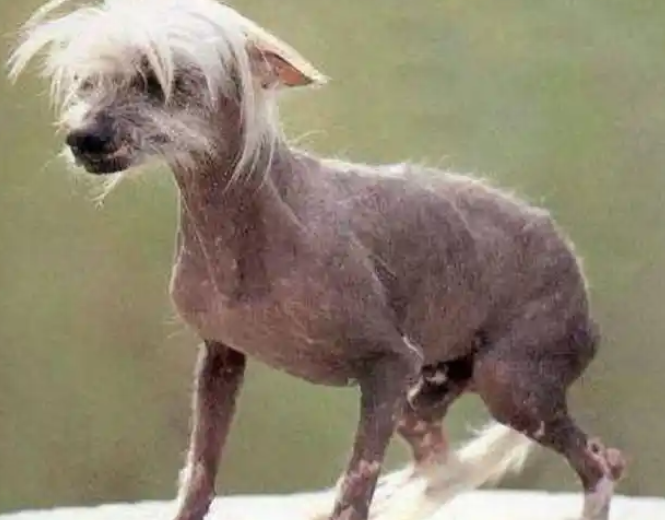 一种以丑为美的奇异犬种——中国冠毛犬