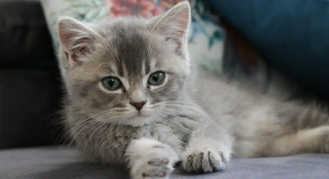 猫咪出现脓性眼屎该如何对症处理 猫咪出现脓性眼屎该如何对症处理