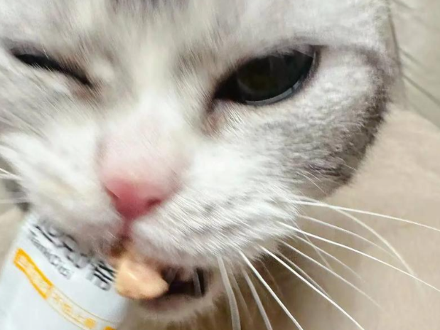 功能性猫条哪款营养好?宠佰星兼顾补水护肠温和排毛 功能性猫条哪款营养好?宠佰星兼顾补水护肠温和排毛