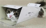 猫咪猫鼻支半月未好转，怎么改善