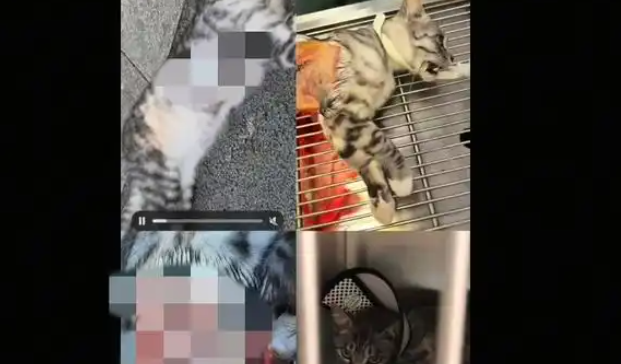 常州一公园现虐猫事件，多只猫受伤，警方已介入处理