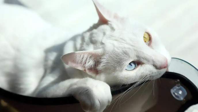 猫咪整日嗜睡是什么原因 猫咪整日嗜睡是什么原因